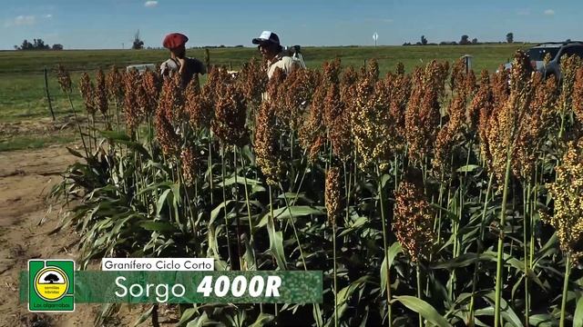 Sorgo 4000R - Jornada a campo 2021 смотреть онлайн