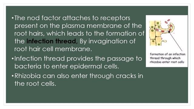 Mechanism of Root nodule formation | Symbiotic nitrogen fixation | A-Z concepts guide