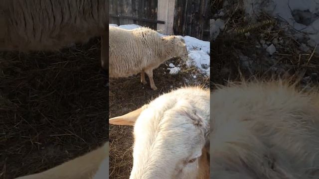 Катумские овцы 🐑 🐑 🐑 любят гладиться 🐏🐏🐏 смотреть онлайн