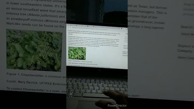 Plant Exploration in Urban Environment of Thailand смотреть онлайн