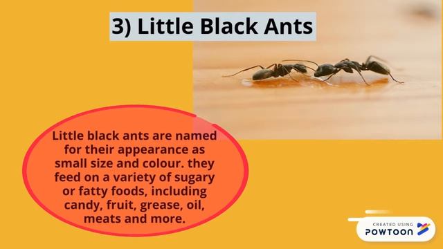 Different species of ants смотреть онлайн