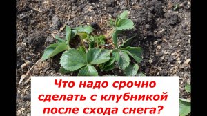 Самая важная подкормка клубники сразу после схода снега