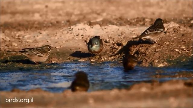 Ortolan Bunting - Emberiza hortulana - גיבתון גנים смотреть онлайн