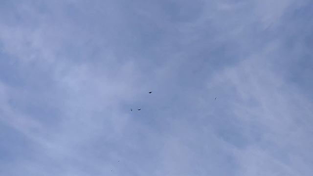 Серпастые голуби Сергиенко Д.С. 28.05.2020 смотреть онлайн