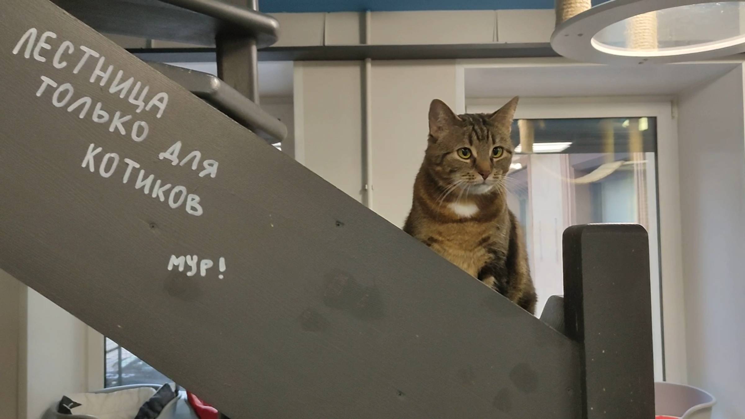 Котокафе "Республика котов" в Санкт-Петербурге смотреть онлайн