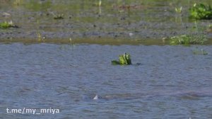 Дикая природа Крыма. Нерест сазана.