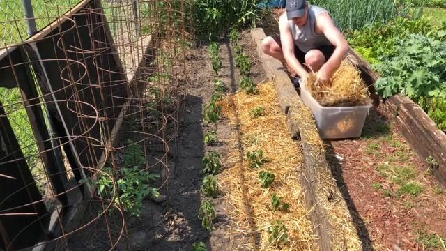 Pepper Plants Wilting: Do This To Solve The Common Causes Of Wilting Pepper Plants Mulching Straw