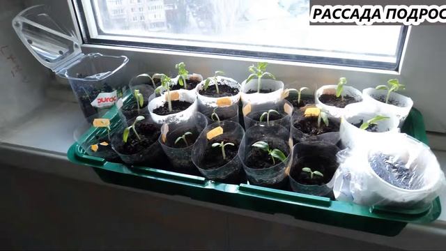 САЖАЕМ 6 смотреть онлайн