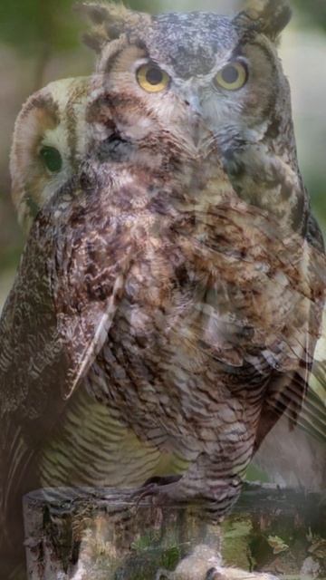 Burung Hantu Ternyata Punya Pendengaran Super смотреть онлайн