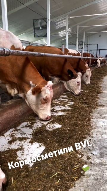 BVL кормосмесители #agriculture #farming #казахстан #агроспецтехника смотреть онлайн