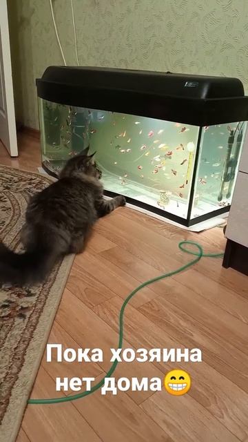 Мальки петушков и 🐈 смотреть онлайн