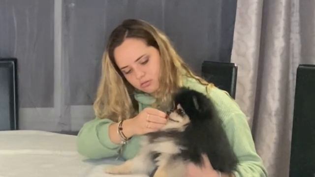 PSI PROBAJU CUDNU HRANU! POVRACALI ILI NE? смотреть онлайн
