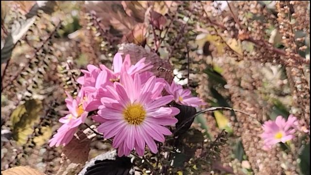 1968#園芸#キク & ホソヒラタアブ#Gardening#florists’ daisy & Episyrphus balteatus#Minamiosawa 2-chome#20211106 смотреть онлайн