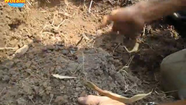 ขุดตุ่นกับชาวอาข่า(dig seek Mole) смотреть онлайн