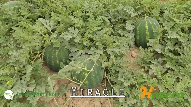 Қашқадарё MIRACLE 5 Hazera / AGRO EXPORT GROUP смотреть онлайн