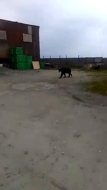 Медведи гуляют у рыбзавода в Таранае смотреть онлайн