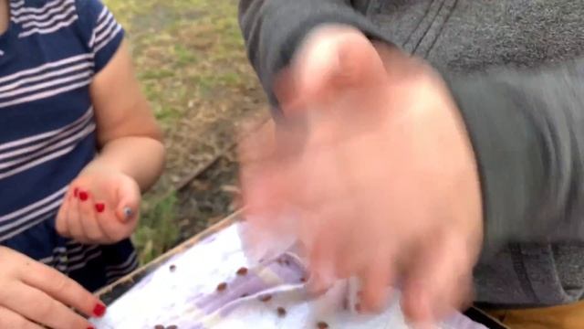 Should You Buy 1,500 Ladybugs? смотреть онлайн