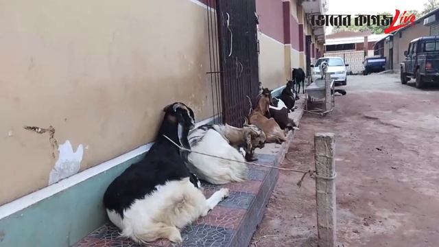 নীলফামারীতে গরু নিয়ে আশায় বুক বেঁধেছেন খামারীরা | Cow Farm | Nilphamari | Bhorer Kagoj смотреть онлайн