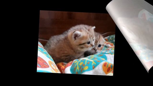 Дружная семейка смотреть онлайн