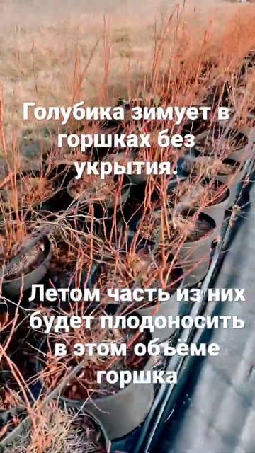 Выращивание голубики в горшках! смотреть онлайн