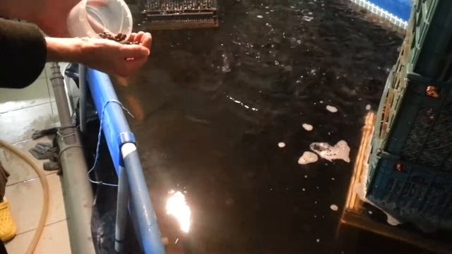 Кормление клариевых сомов.