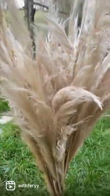 Doğal pampas otu ile dekorasyon yaptım #dekorasyon #home #tasarım #pampas otu смотреть онлайн