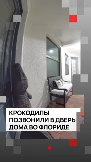 Крокодилы позвонили в дверь дома во Флориде