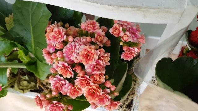 Выпуск 547/Вид из балкона/В гостях у мамы/ смотреть онлайн