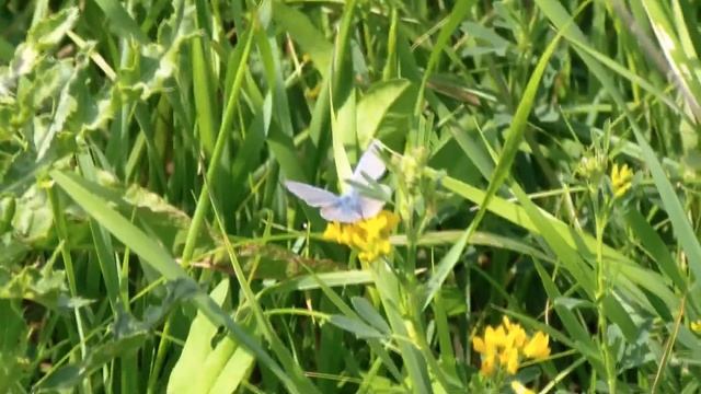 Motyl Dzienny Modraszek Ikarus (polyommatus Icarus).