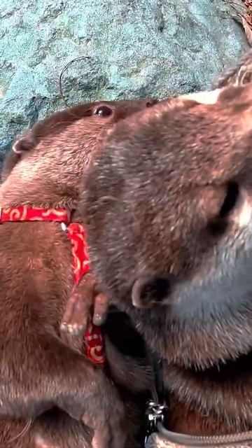 Summary of Life With Otters #Shorts смотреть онлайн