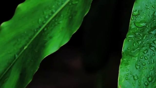 Phyto Specific Hair Care смотреть онлайн
