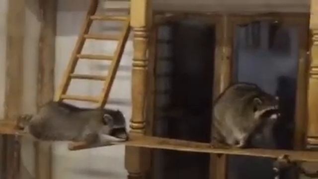 Ужин в Доме Енота смотреть онлайн