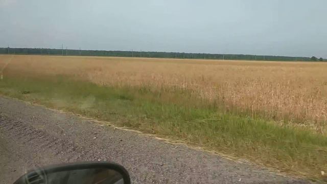 В Беларуси началась уборка пшеницы. смотреть онлайн