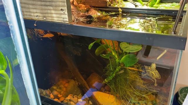 What To Feed Baby Red Eared Slider Turtles!!! | DIY Reptiles смотреть онлайн