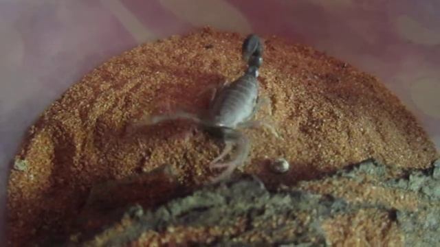 Androctonus bicolor смотреть онлайн