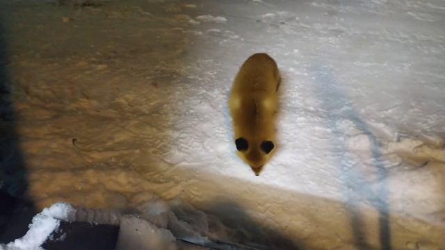 Встретил лису в лесу. смотреть онлайн