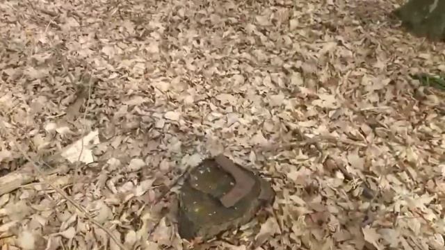 Короткий недільний коп. Топор барда 👍Преспективний лісок. смотреть онлайн
