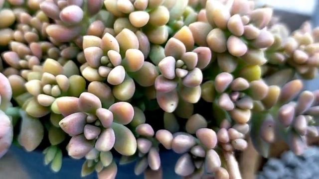 Succulent Shopping Time | Giveaways & For Our Personal Succulent Collection