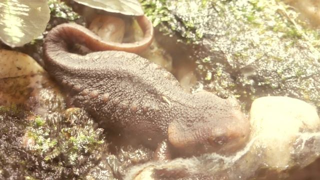 Tylototriton shanjing Nussbaum, Brodie & Yang, 1995 смотреть онлайн