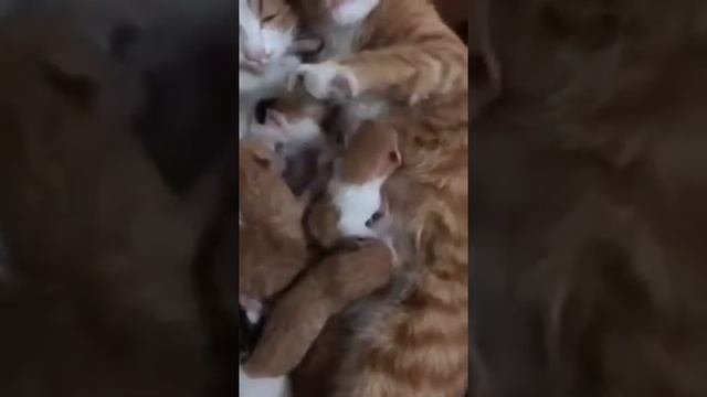 СЕМЬЯ, КОТОРАЯ МОЖЕТ БЫТЬ ПРИМЕРОМ МНОГИМ ЧЕЛОВЕЧЕСКИМ ОСОБЯМ.... смотреть онлайн