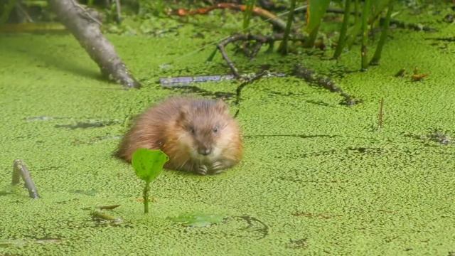 Pond Surface - Part 2