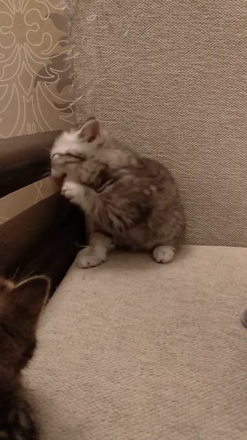 Плюшевые дети смотреть онлайн