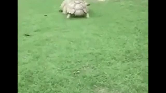 Веселов песня🐾 смотреть онлайн