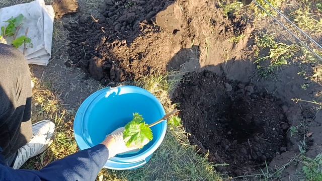 экспериментальная посадка черенка винограда