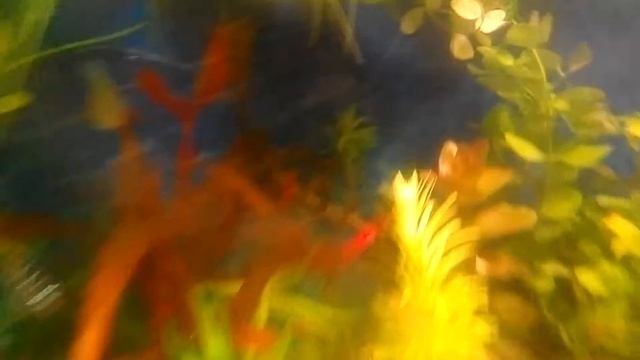 Аквариум панютино мира 9/1 смотреть онлайн