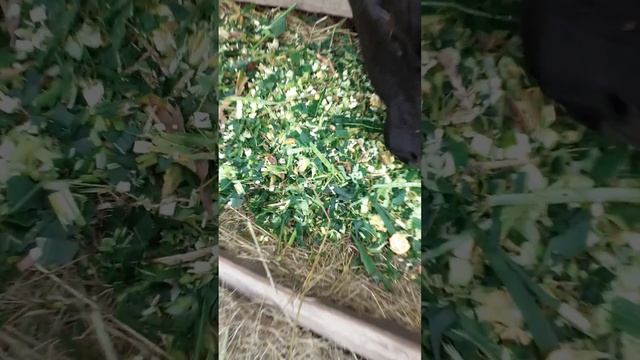 Годівля биків ВРХ смотреть онлайн