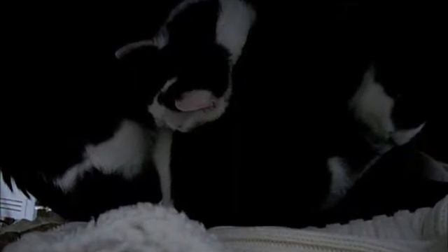 Moje Kotki spia razem-my cats sleep together, meine Katzen schlafen zusammen смотреть онлайн