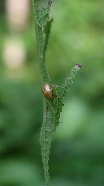 A cute creamy colored small beetle sits on a partially eaten wild leaf surface #beetle #insect #fly смотреть онлайн