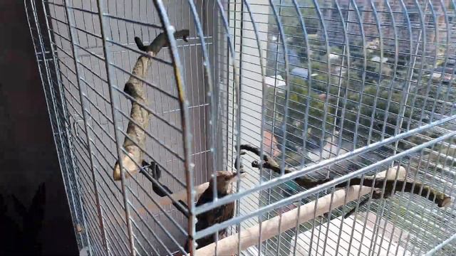 Пока поставила на окно смотреть онлайн