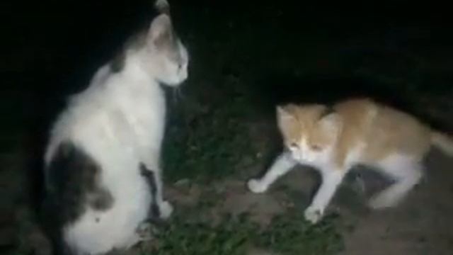 Ночная тренировка моих котов смотреть онлайн